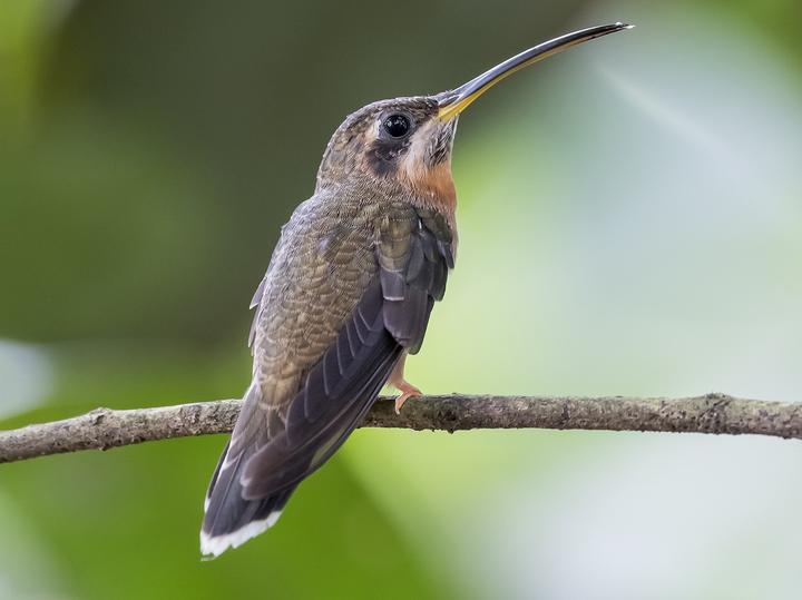 Band-tailed Barbthroat