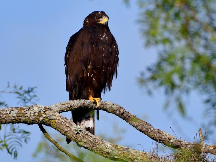 Zone-tailed Hawk
