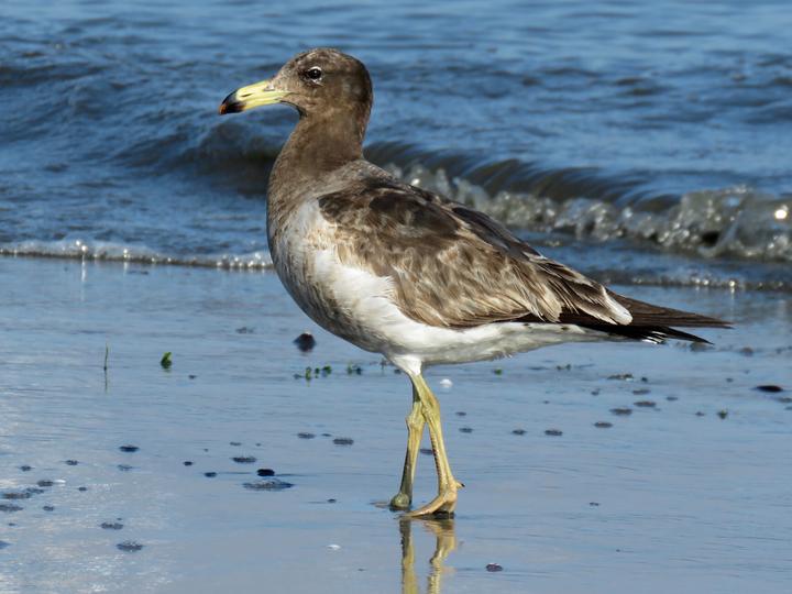 Belcher's Gull