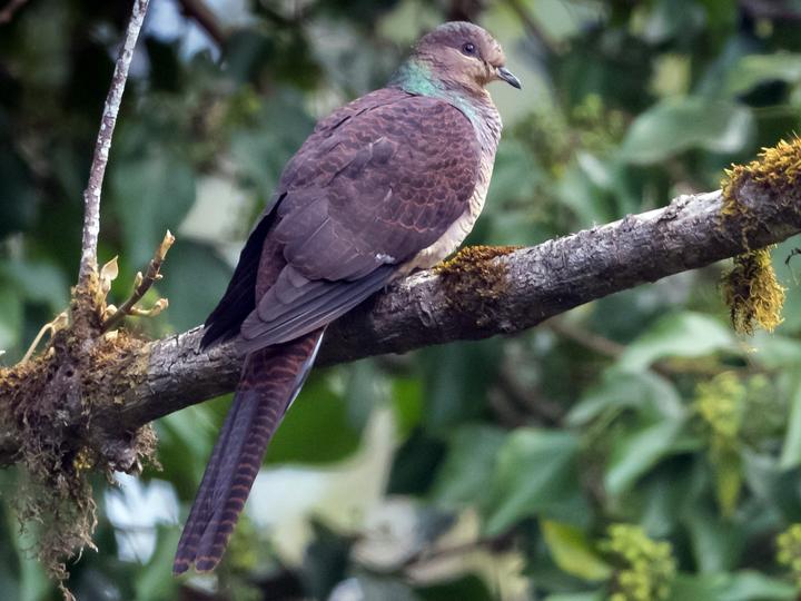 Barred Cuckoo-Dove