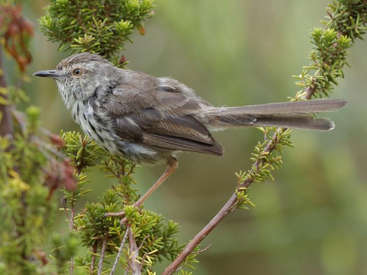 Karoo Prinia