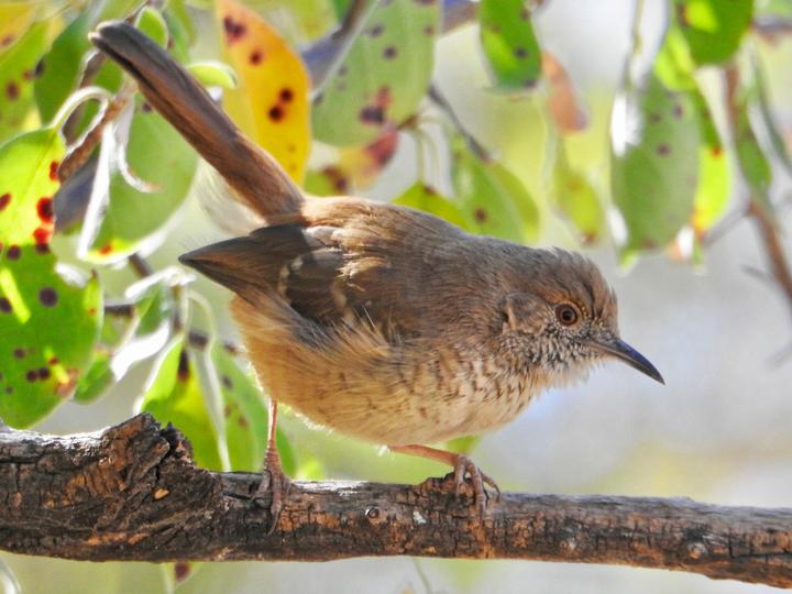 Barred Wren-Warbler
