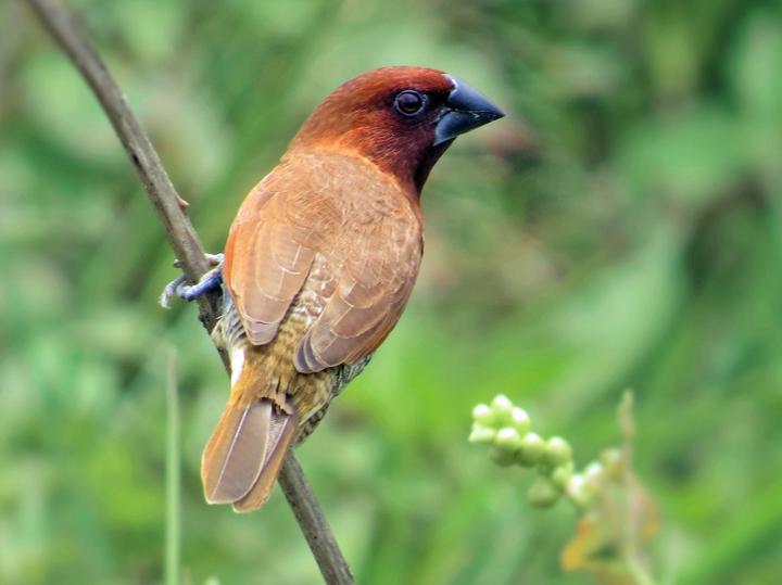Scaly-breasted Munia