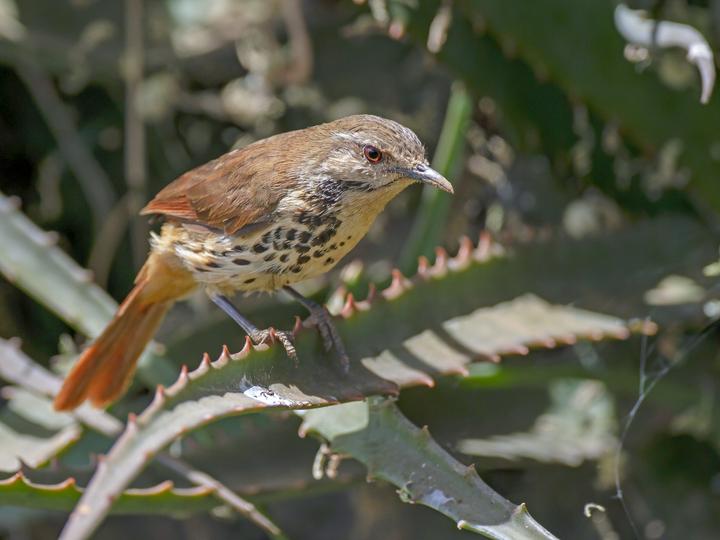 Spotted Palm Thrush