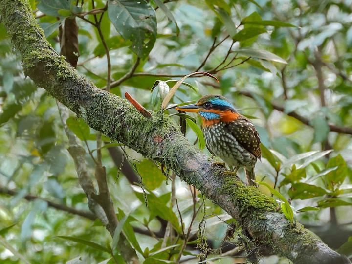 Spotted Wood Kingfisher