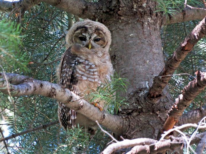 Spotted Owl