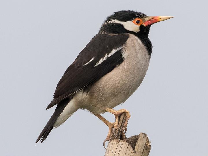 Indian Pied Myna