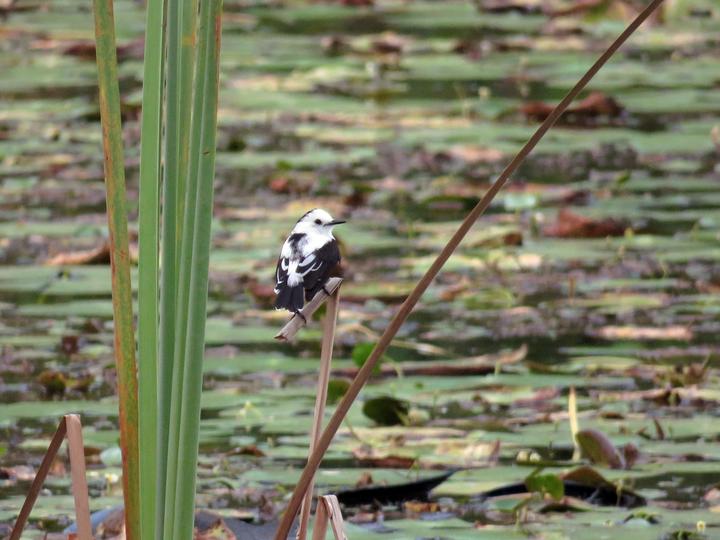 Pied Water Tyrant