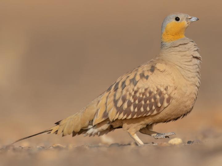 Spotted Sandgrouse