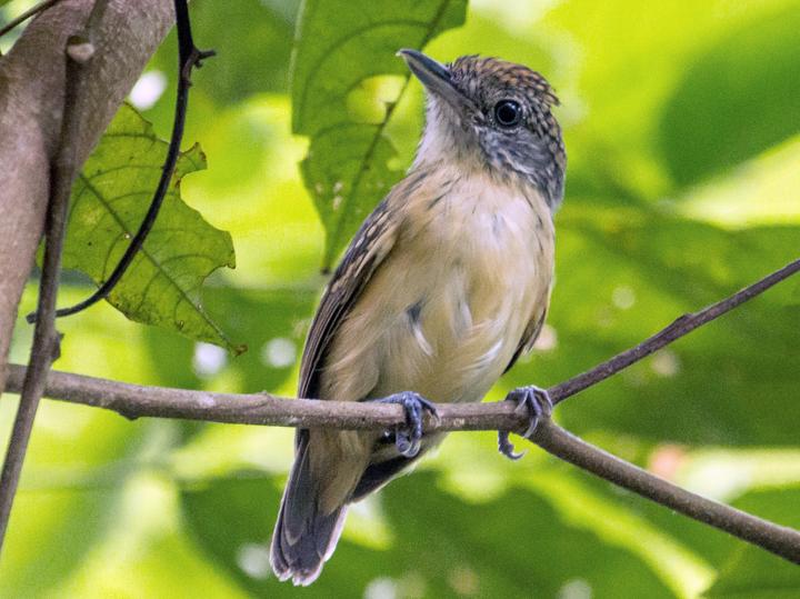 Spot-crowned Antvireo