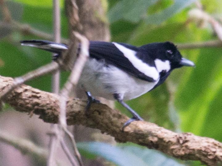 Solomons Monarch