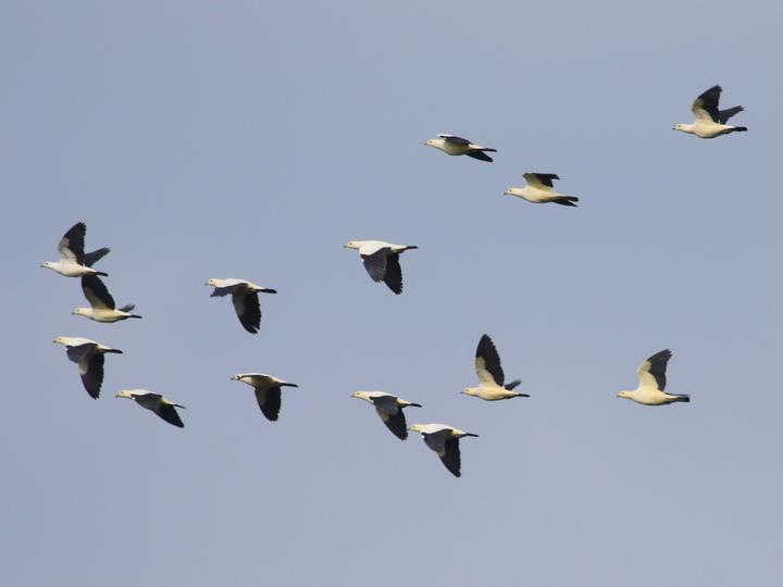 Pied Imperial Pigeon
