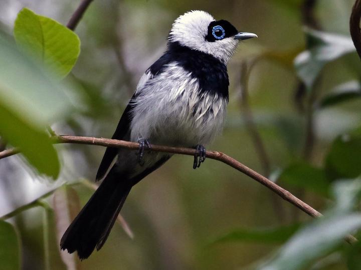 Pied Monarch