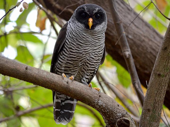 Black-and-white Owl