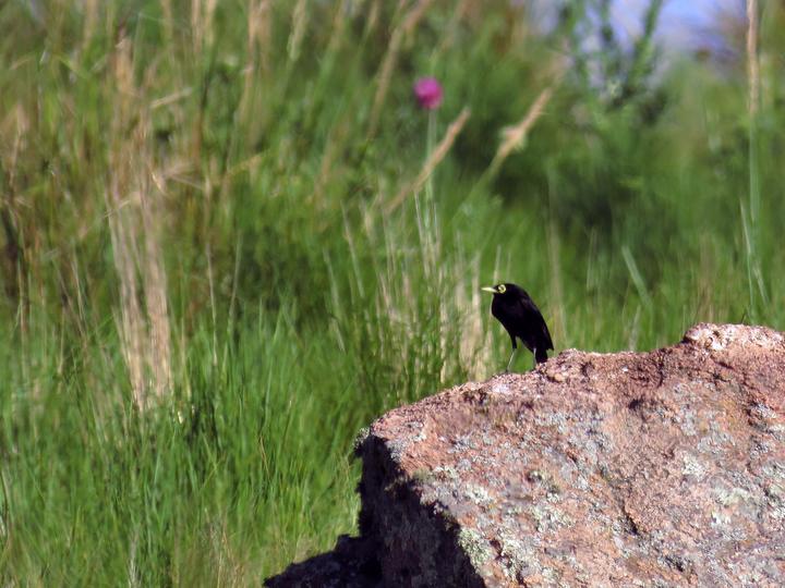 Spectacled Tyrant