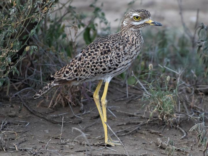 Spotted Thick-knee