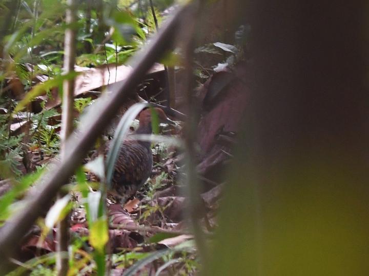 Barred Tinamou
