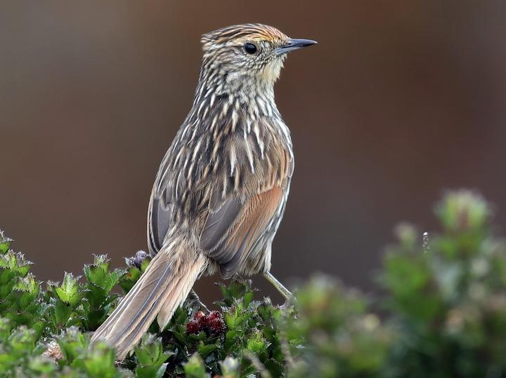 Many-striped Canastero