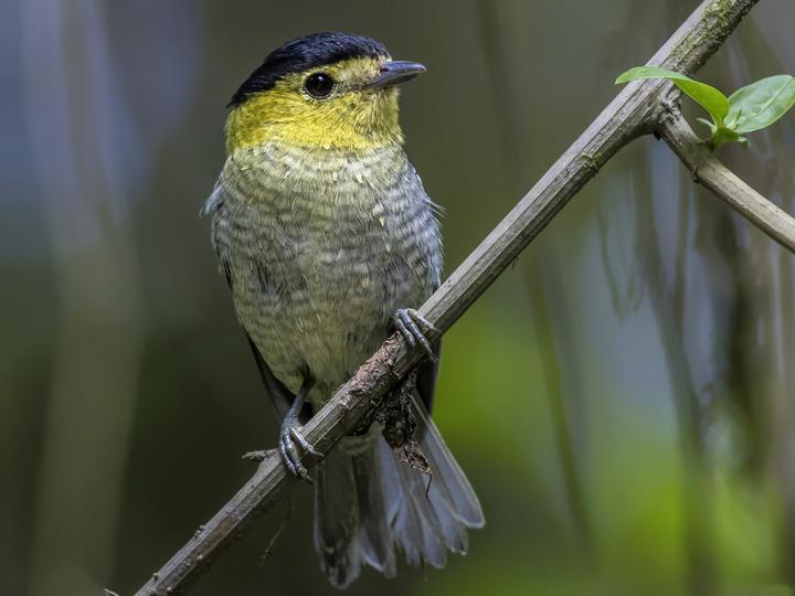 Barred Becard