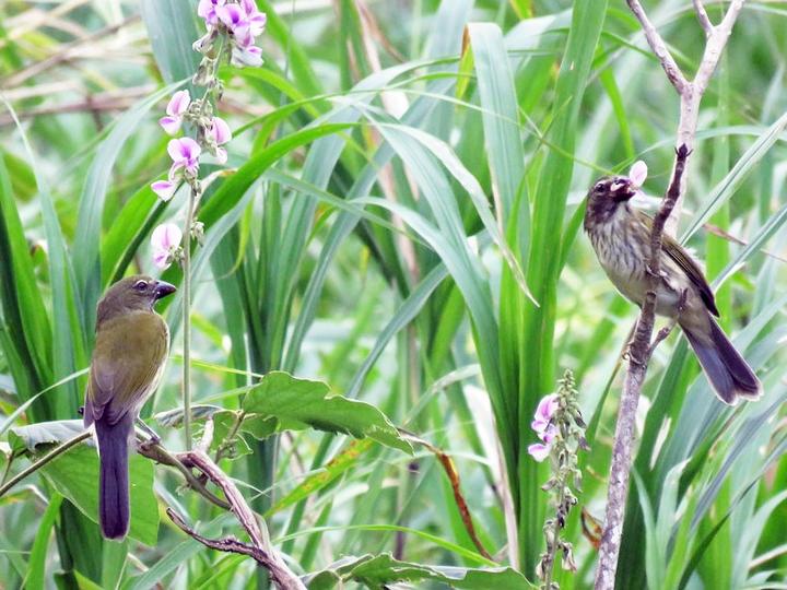 Streaked Saltator
