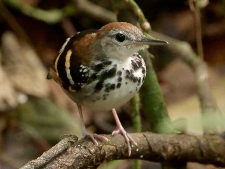 Banded Antbird