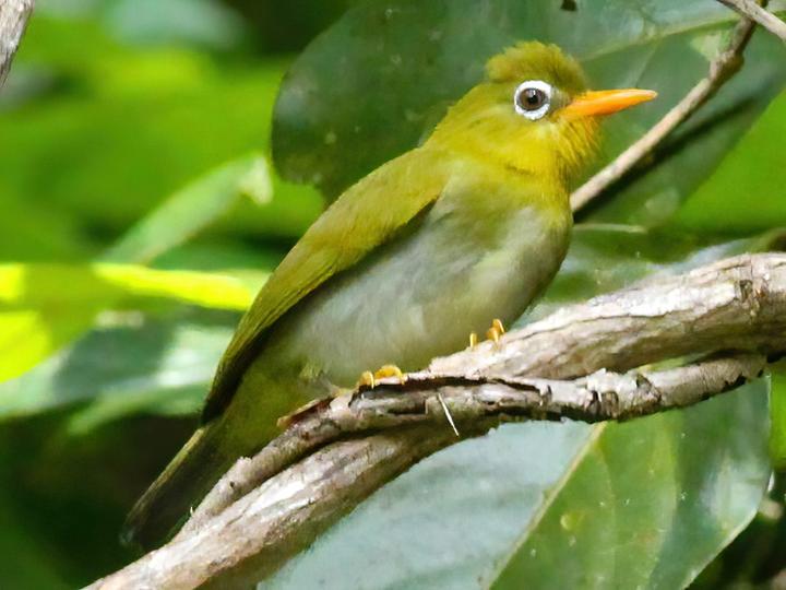 Vella Lavella White-eye