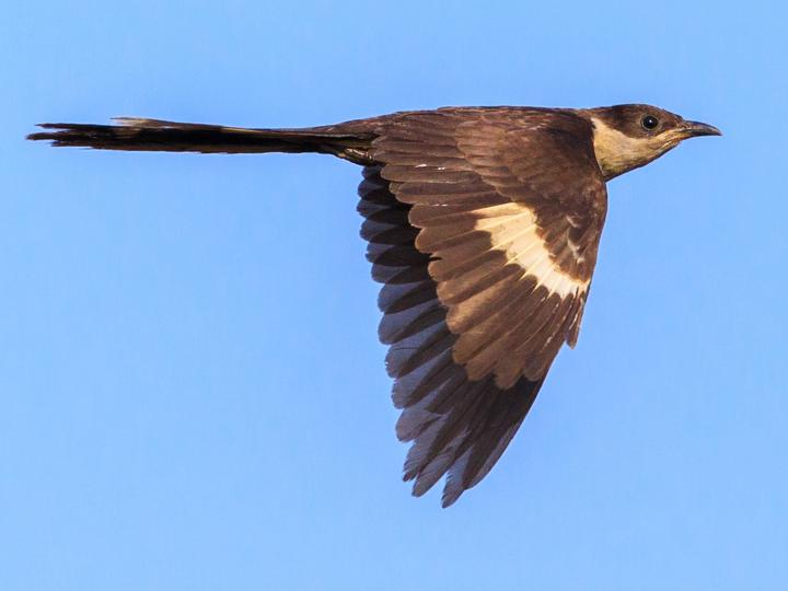 Jacobin Cuckoo