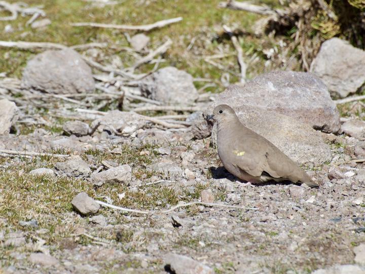 Golden-spotted Ground Dove