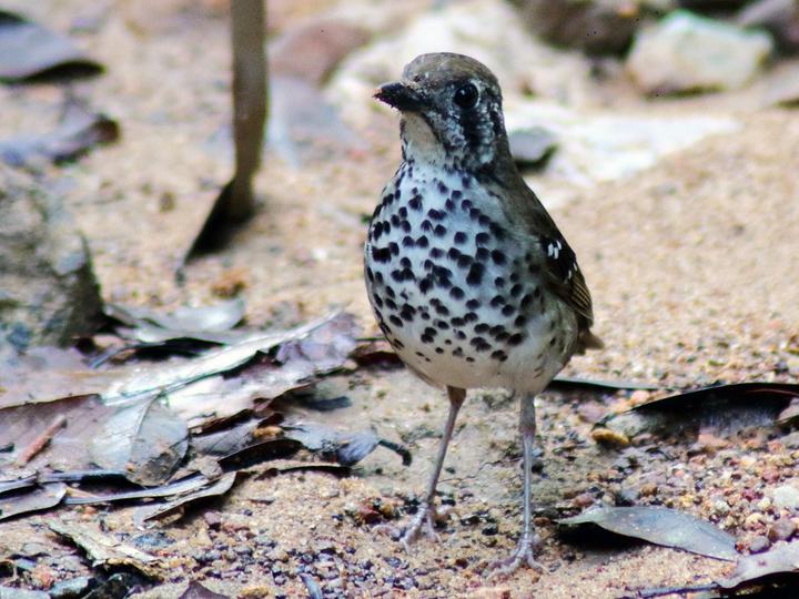 Spot-winged Thrush