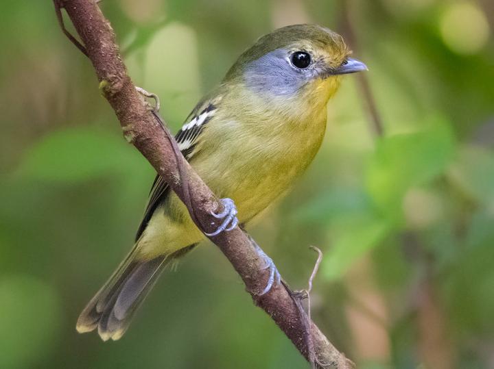 Wing-barred Piprites