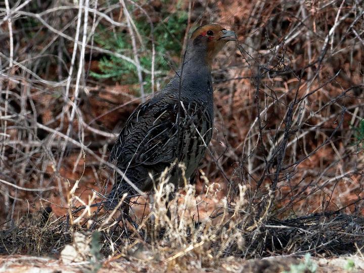 Daurian Partridge