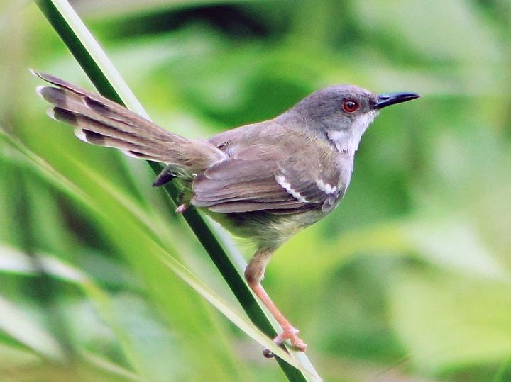 Bar-winged Prinia