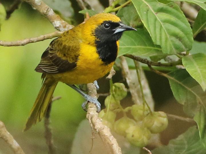 Bar-winged Oriole