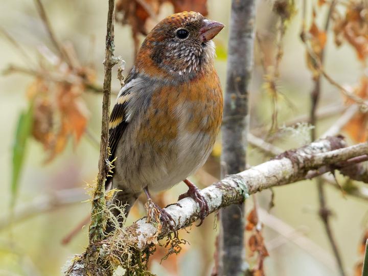Three-banded Rosefinch