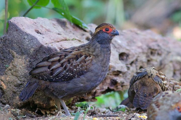 Spot-winged Wood Quail