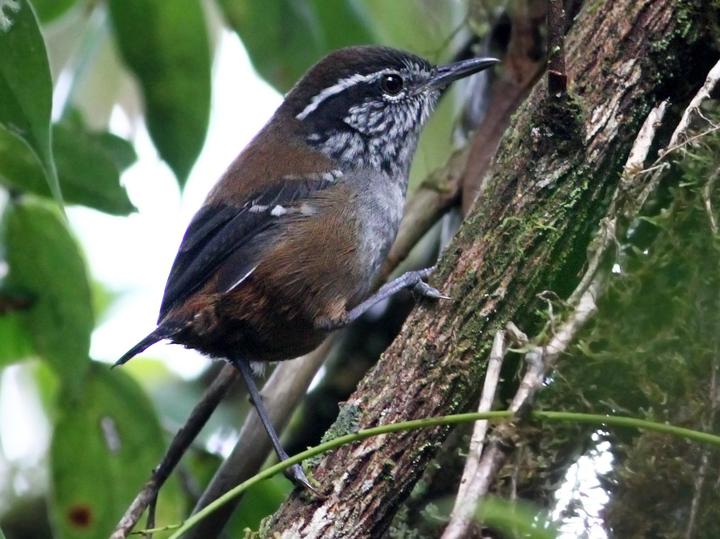 Bar-winged Wood Wren