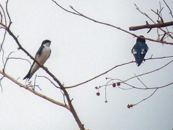 Pied-winged Swallow