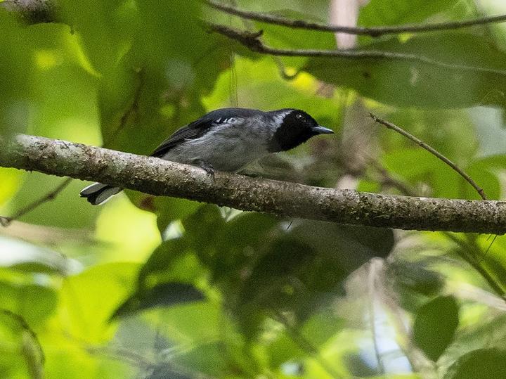 Spot-winged Monarch
