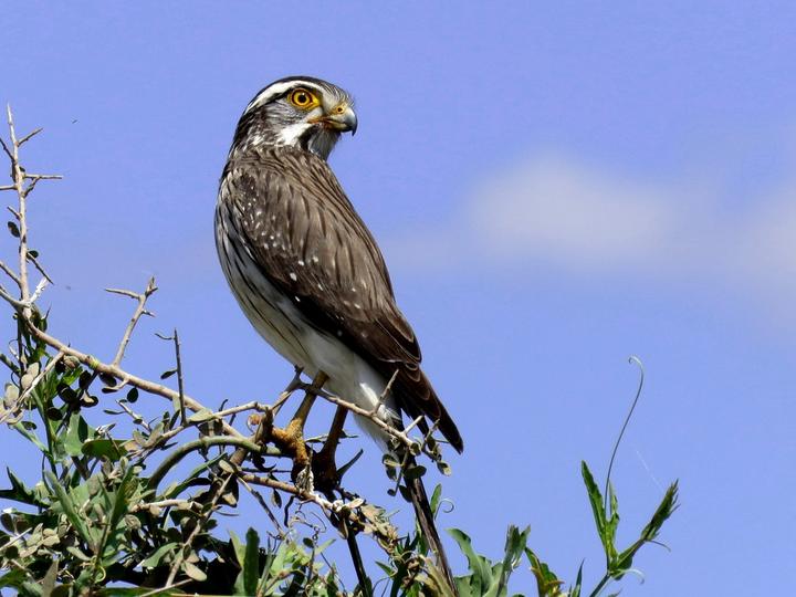 Spot-winged Falconet