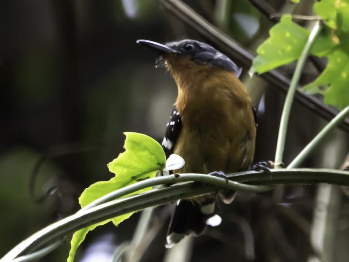 Dot-winged Antwren