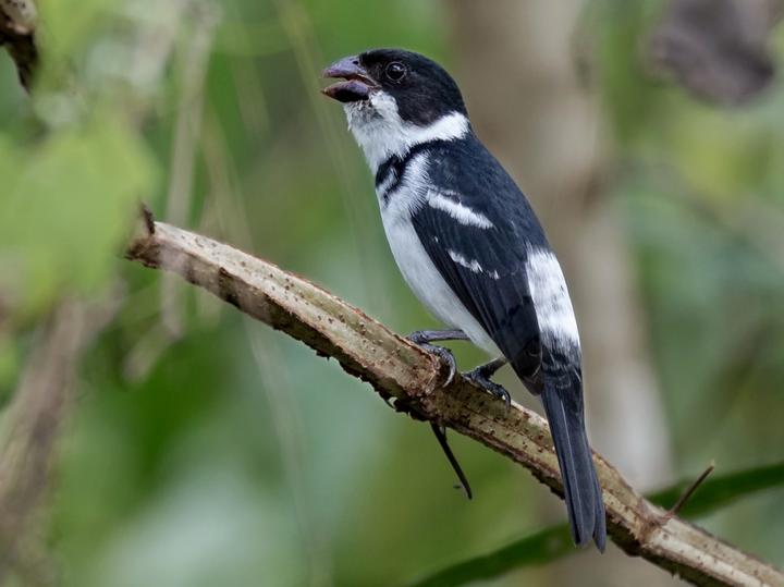 Wing-barred Seedeater