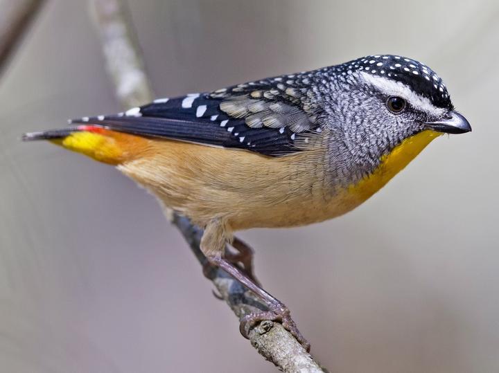 Spotted Pardalote