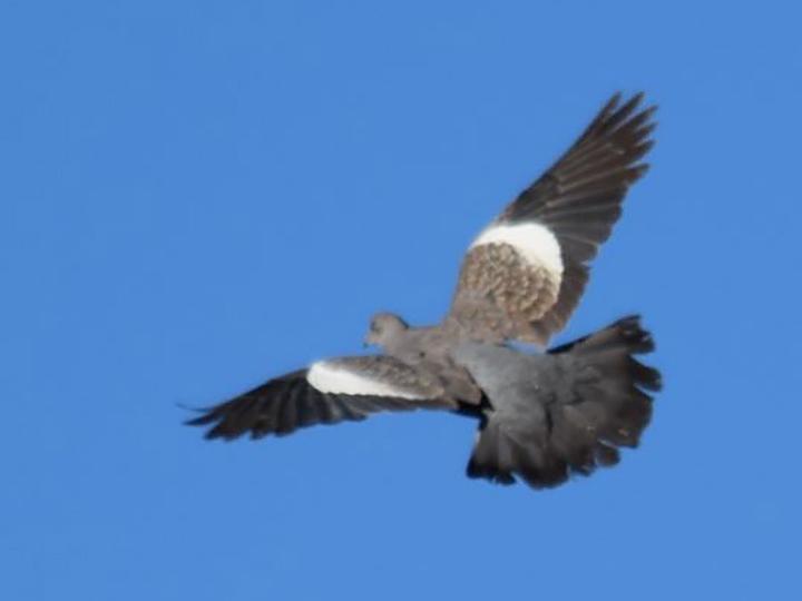 Spot-winged Pigeon