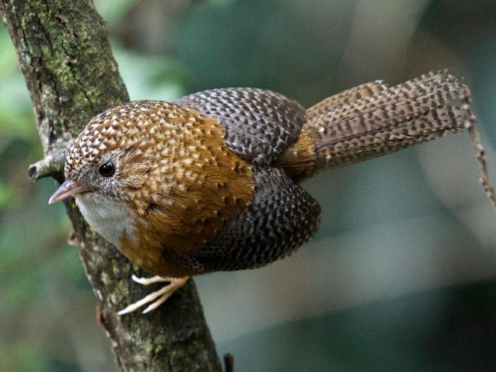 Bar-winged Wren-Babbler
