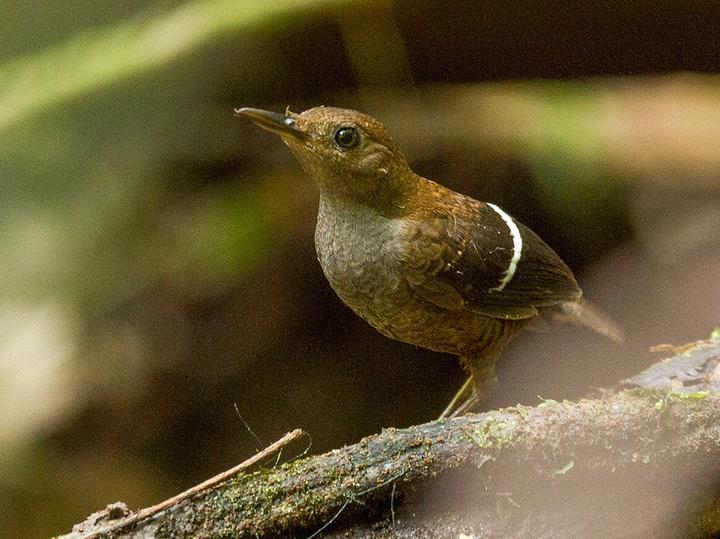 Wing-banded Wren