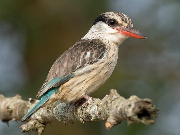 Striped Kingfisher