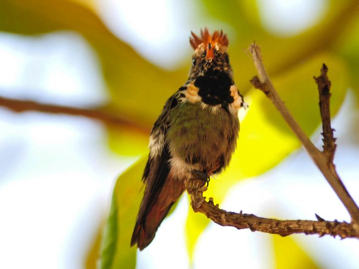 Dot-eared Coquette