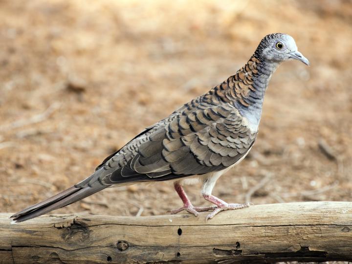 Bar-shouldered Dove