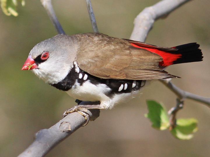 Diamond Firetail