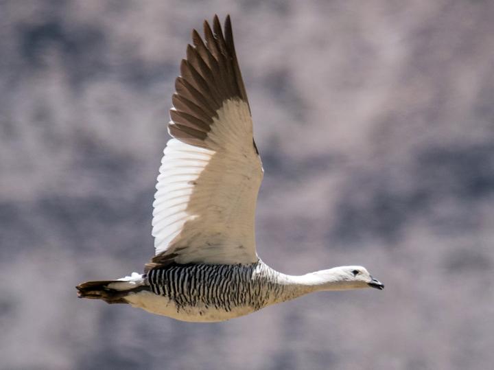 Upland Goose